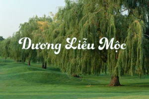 2002 mệnh gì? Tuổi Nhâm Ngọ hợp màu, hướng và số nào? 3 Tuổi Nhâm Ngọ 2002 năm 2026 hợp màu gì